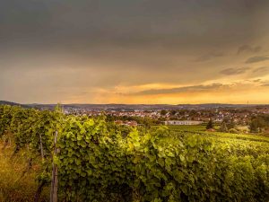 Sunset Winetasting Collegium Wirtemberg